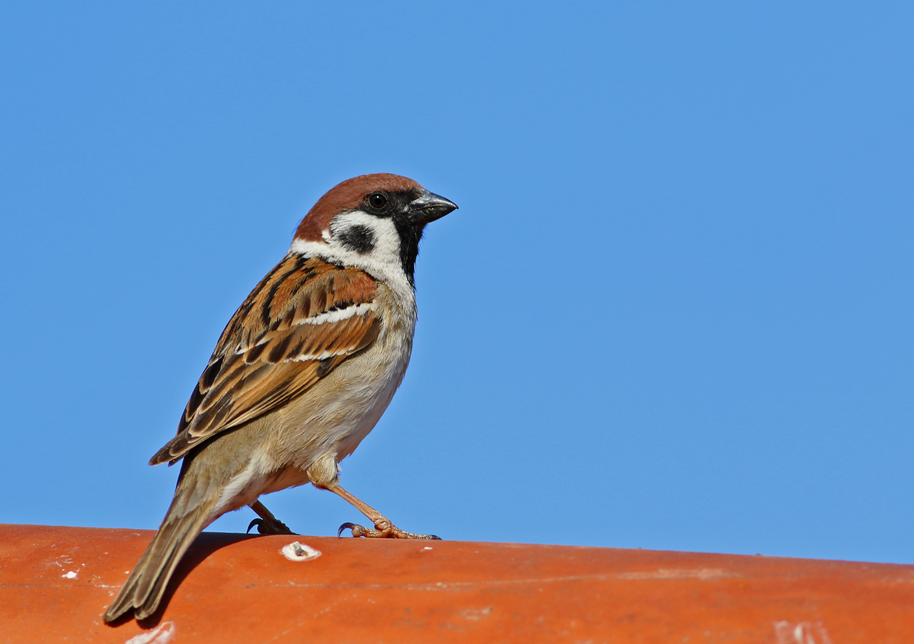 Eurasian Tree Sparrow